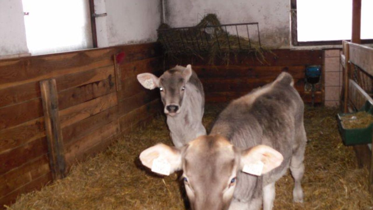 Roasnhof Kälber im Stall Roasnhof Kälber im Stall